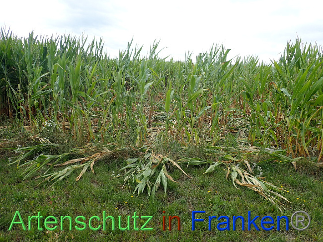© Artenschutz in Franken® Bild zum Eintrag (1031593-160)