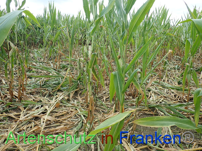 © Artenschutz in Franken® Bild zum Eintrag (1031594-160)