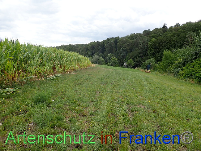 © Artenschutz in Franken® Bild zum Eintrag (1031595-160)