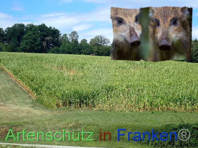 © Artenschutz in Franken® Bild zum Eintrag (1032039-160)