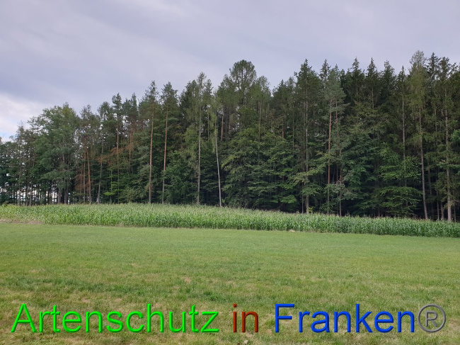 © Artenschutz in Franken® Bild zum Eintrag (1032402-160)