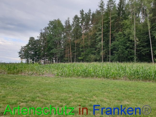 © Artenschutz in Franken® Bild zum Eintrag (1032403-160)