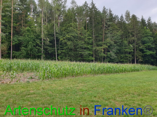 © Artenschutz in Franken® Bild zum Eintrag (1032404-160)