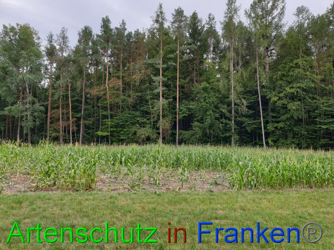 © Artenschutz in Franken® Bild zum Eintrag (1032405-160)