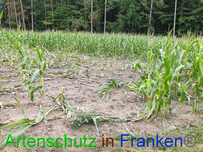 © Artenschutz in Franken® Bild zum Eintrag (1032406-160)