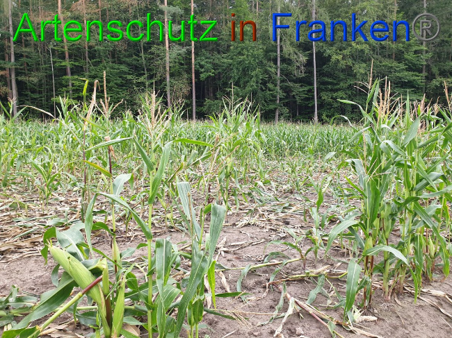 © Artenschutz in Franken® Bild zum Eintrag (1032407-160)