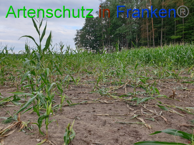 © Artenschutz in Franken® Bild zum Eintrag (1032409-160)