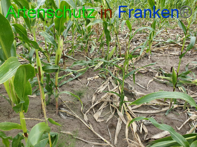 © Artenschutz in Franken® Bild zum Eintrag (1032410-160)