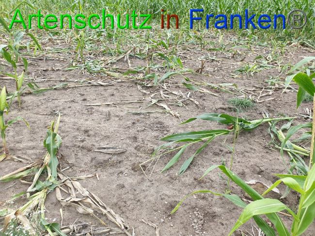 © Artenschutz in Franken® Bild zum Eintrag (1032411-160)