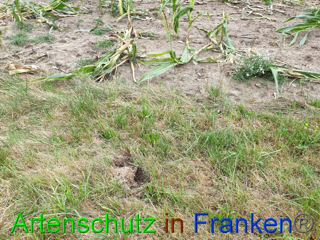 © Artenschutz in Franken® Bild zum Eintrag (1032412-160)