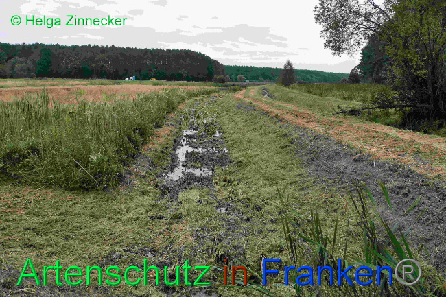 © Artenschutz in Franken® / Helga Zinnecker Bild zum Eintrag (1033445-160)