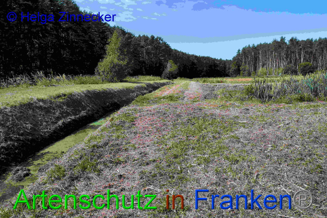 © Artenschutz in Franken® / Helga Zinnecker Bild zum Eintrag (1033451-160)
