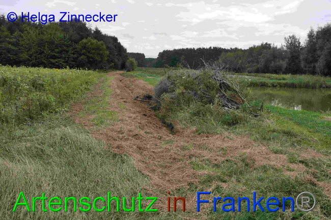 © Artenschutz in Franken® / Helga Zinnecker Bild zum Eintrag (1033452-160)