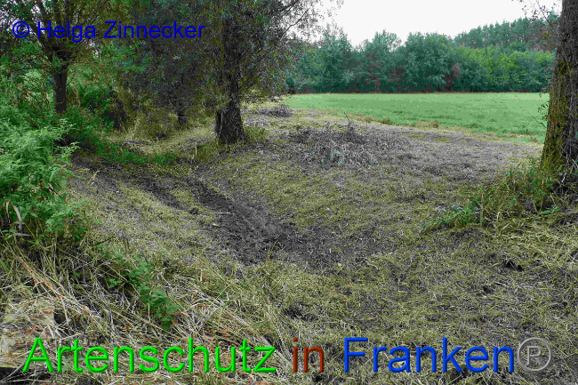 © Artenschutz in Franken® / Helga Zinnecker Bild zum Eintrag (1033453-160)