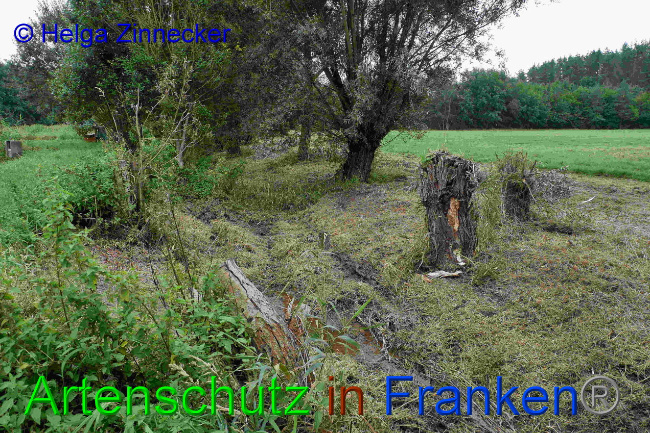 © Artenschutz in Franken® / Helga Zinnecker Bild zum Eintrag (1033454-160)