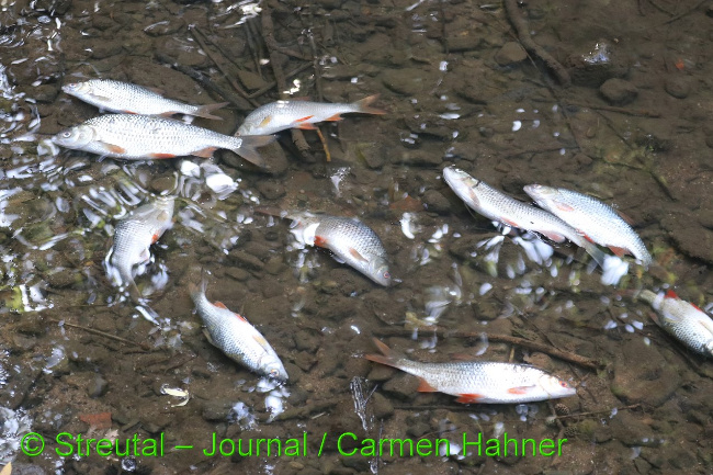 © Streutal-Journal / Carmen Hahner Bild zum Eintrag (1033994-160)