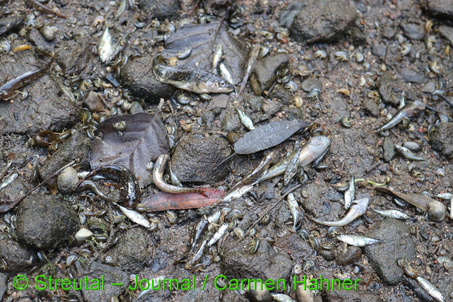 © Streutal-Journal / Carmen Hahner Bild zum Eintrag (1034001-160)