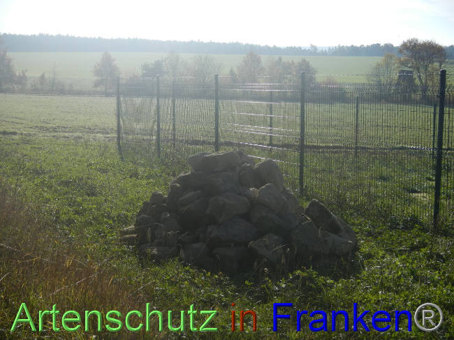 © Artenschutz in Franken® Bild zum Eintrag (1037767-160)