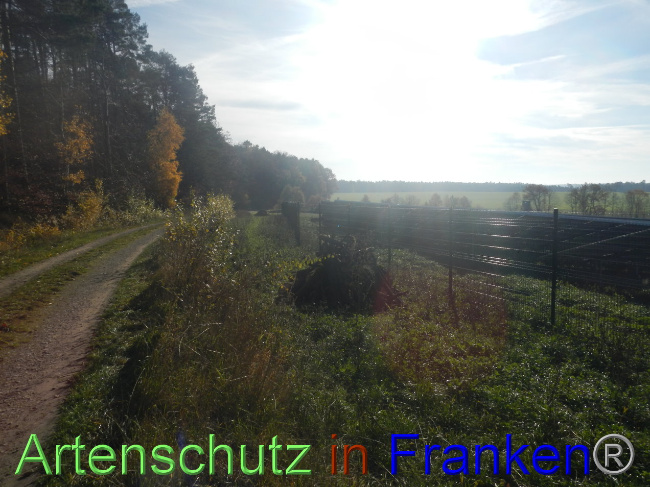 © Artenschutz in Franken® Bild zum Eintrag (1037771-160)