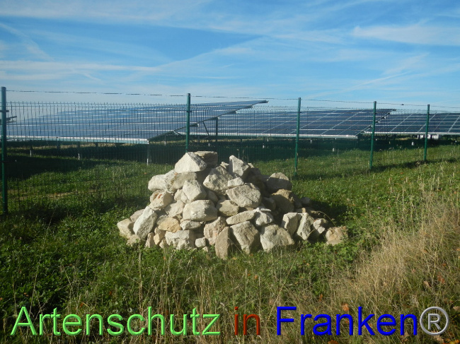 © Artenschutz in Franken® Bild zum Eintrag (1037772-160)