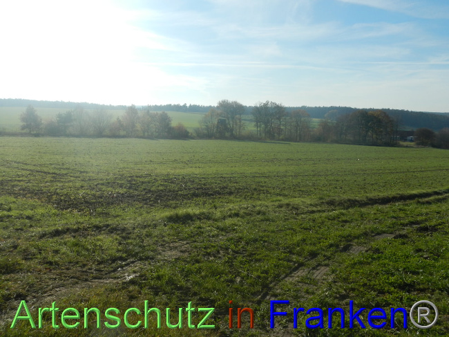 © Artenschutz in Franken® Bild zum Eintrag (1037783-160)