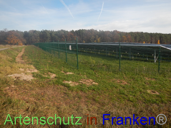 © Artenschutz in Franken® Bild zum Eintrag (1037784-160)
