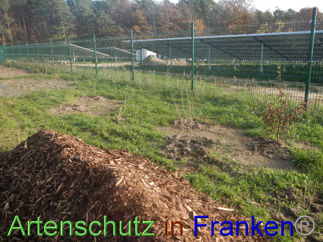 © Artenschutz in Franken® Bild zum Eintrag (1037791-160)