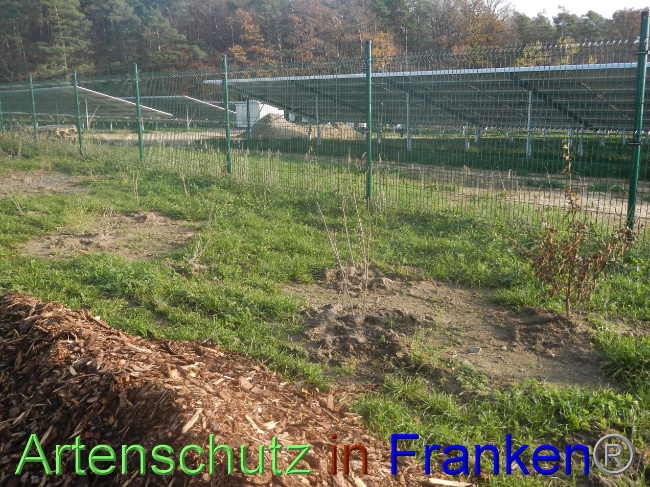 © Artenschutz in Franken® Bild zum Eintrag (1037792-160)