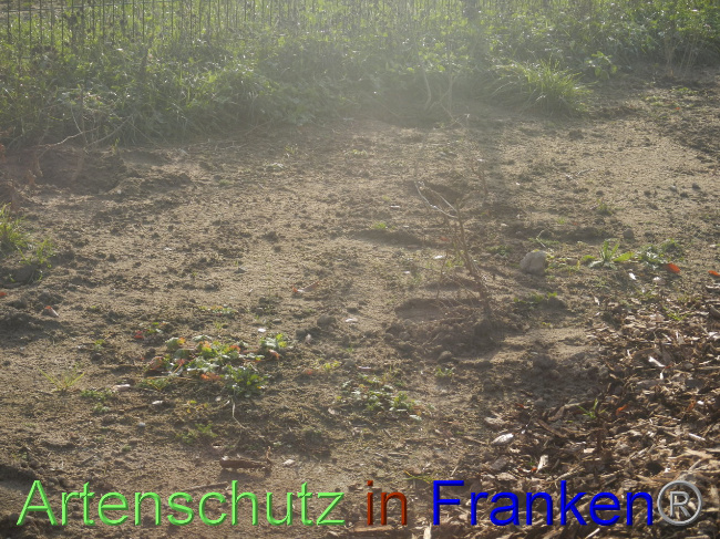 © Artenschutz in Franken® Bild zum Eintrag (1037795-160)