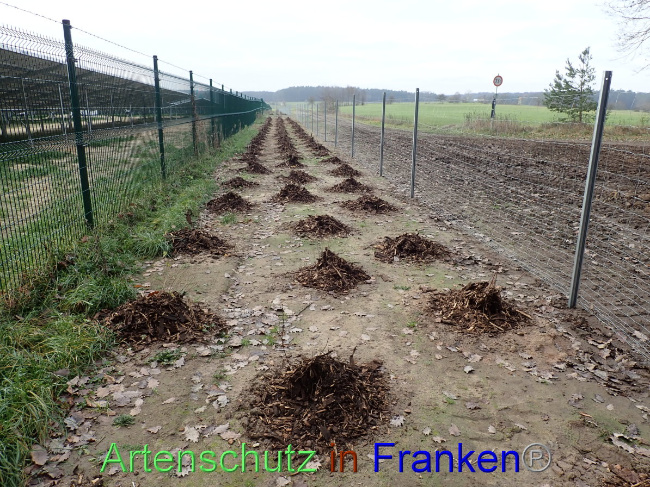 © Artenschutz in Franken® Bild zum Eintrag (1040481-160)