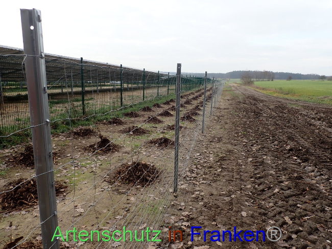 © Artenschutz in Franken® Bild zum Eintrag (1040482-160)