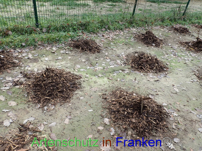 © Artenschutz in Franken® Bild zum Eintrag (1040483-160)