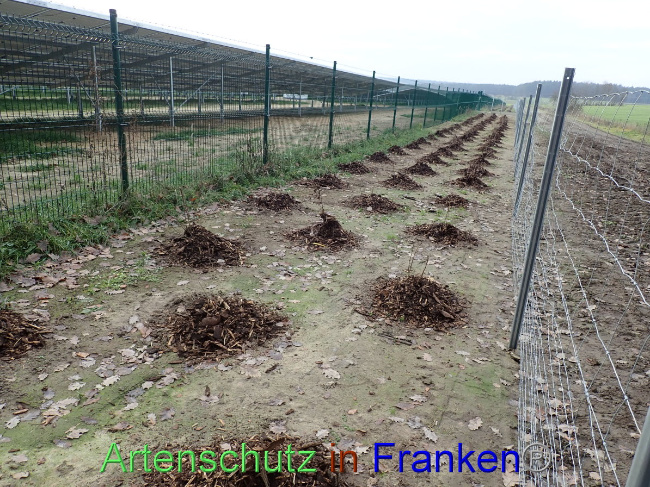 © Artenschutz in Franken® Bild zum Eintrag (1040485-160)