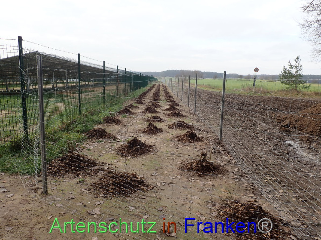© Artenschutz in Franken® Bild zum Eintrag (1040486-160)