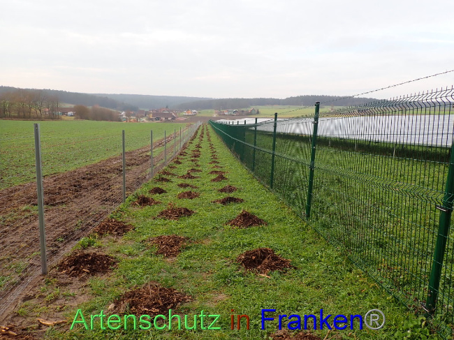 © Artenschutz in Franken® Bild zum Eintrag (1040488-160)
