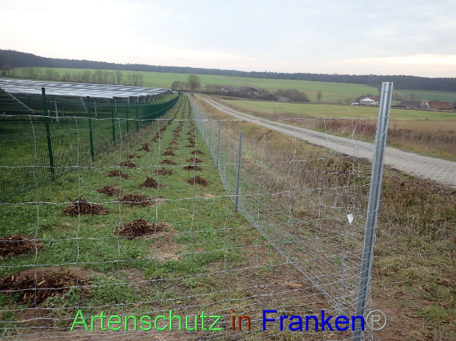 © Artenschutz in Franken® Bild zum Eintrag (1040492-160)