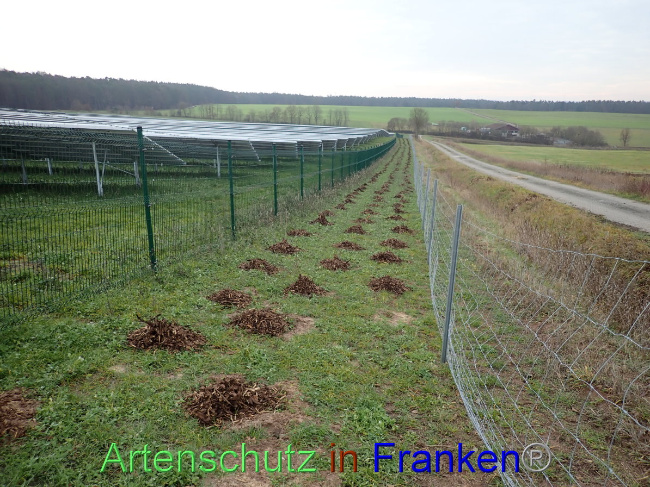 © Artenschutz in Franken® Bild zum Eintrag (1040493-160)