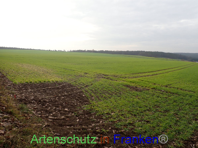 © Artenschutz in Franken® Bild zum Eintrag (1040498-160)