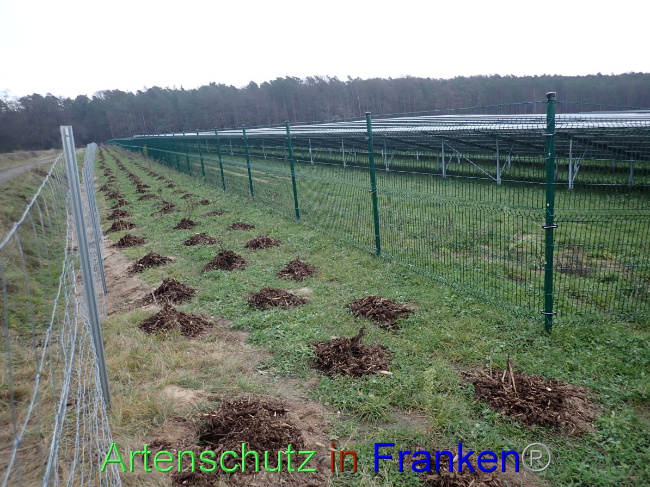 © Artenschutz in Franken® Bild zum Eintrag (1040501-160)