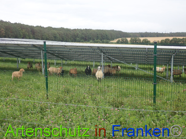 © Artenschutz in Franken® Bild zum Eintrag (1052185-160)