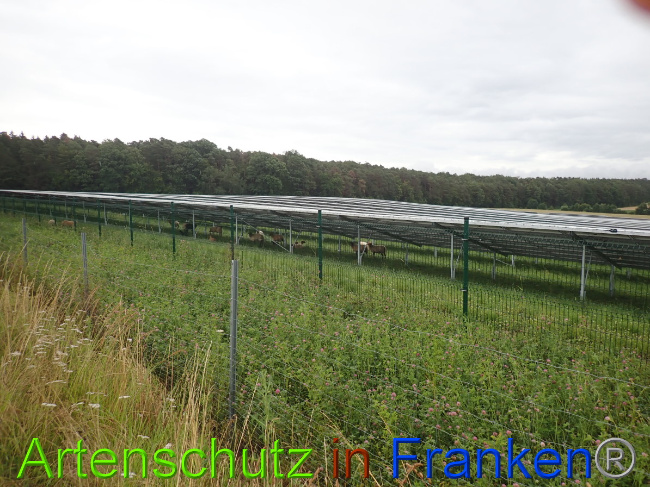 © Artenschutz in Franken® Bild zum Eintrag (1052187-160)
