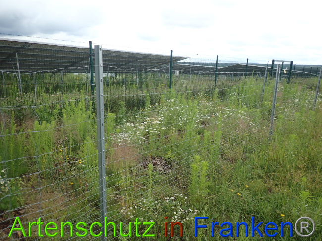 © Artenschutz in Franken® Bild zum Eintrag (1052189-160)
