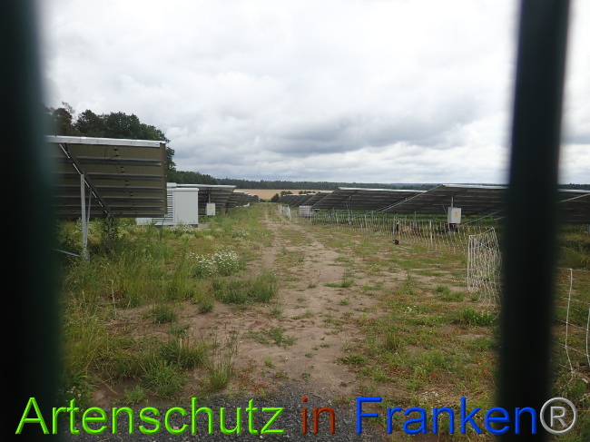 © Artenschutz in Franken® Bild zum Eintrag (1052190-160)