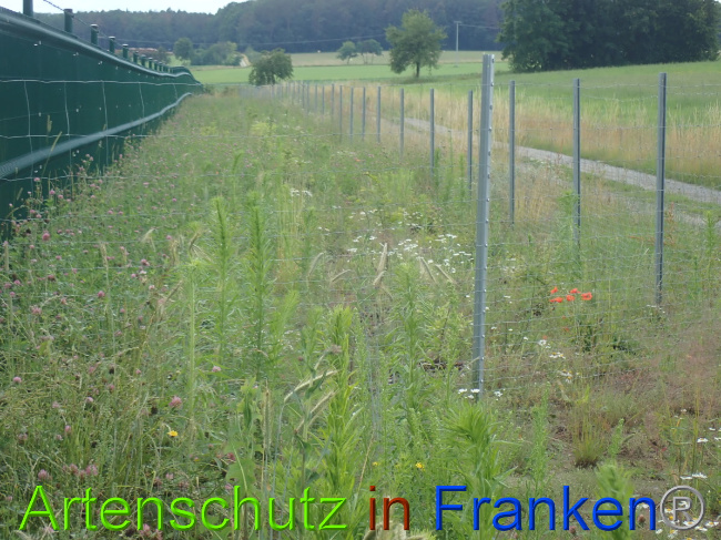 © Artenschutz in Franken® Bild zum Eintrag (1052191-160)