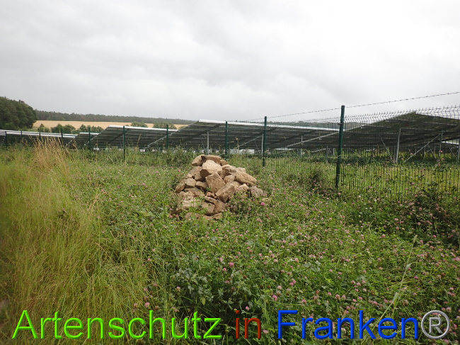© Artenschutz in Franken® Bild zum Eintrag (1052199-160)