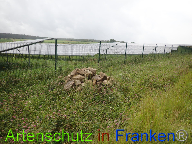 © Artenschutz in Franken® Bild zum Eintrag (1052204-160)