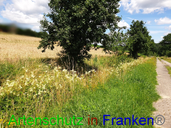 © Artenschutz in Franken® Bild zum Eintrag (1052987-160)