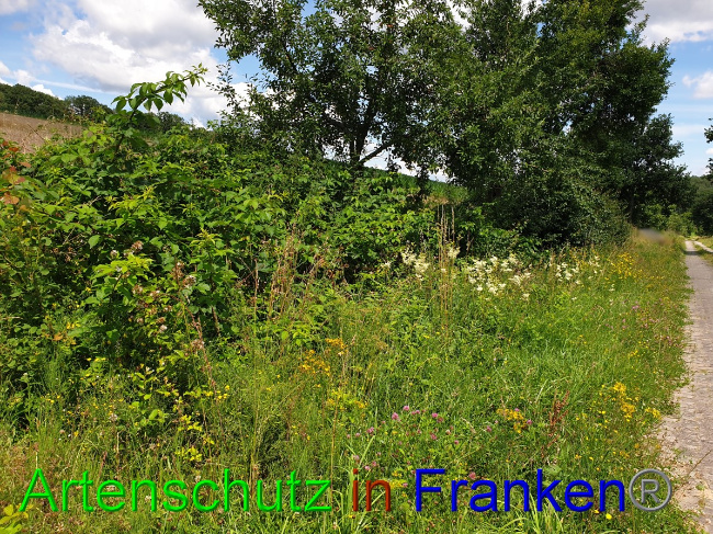 © Artenschutz in Franken® Bild zum Eintrag (1052988-160)