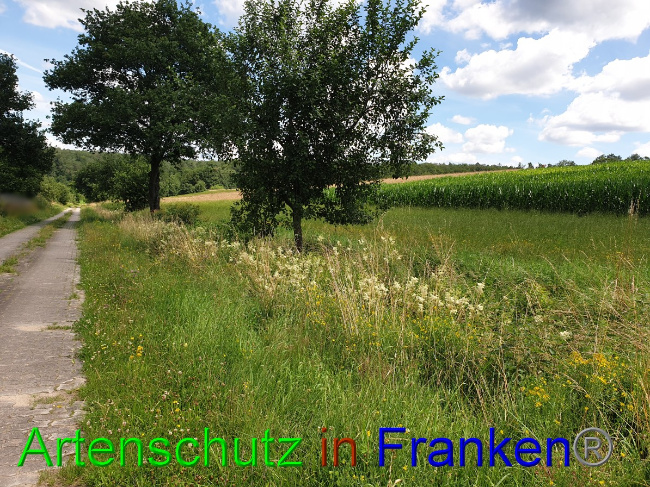 © Artenschutz in Franken® Bild zum Eintrag (1052989-160)