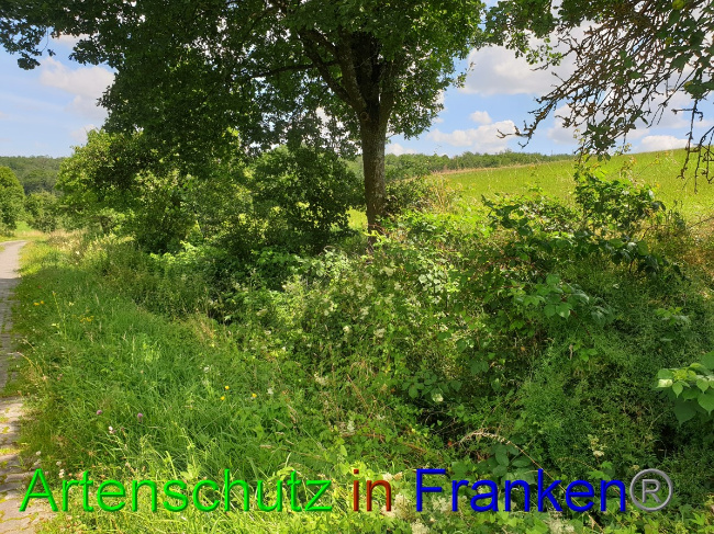 © Artenschutz in Franken® Bild zum Eintrag (1052993-160)